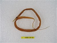 藏品(線尾鴨嘴鰻)的圖片